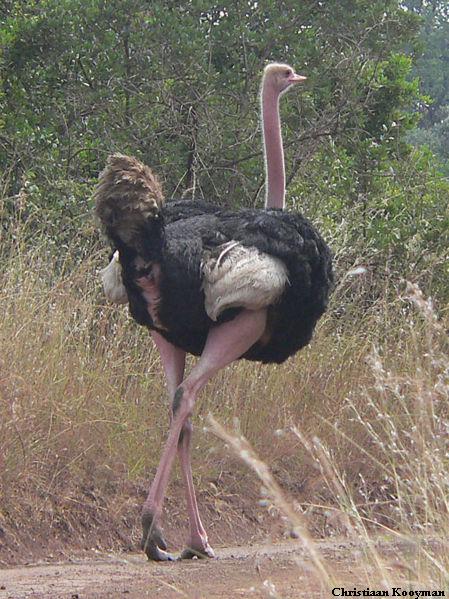 Red-necked Ostrich Red-necked Ostrich